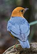 Orange-headed Thrush