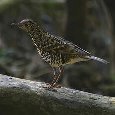 Grive dorée