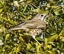 Mistle Thrush