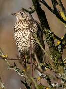 Mistle Thrush