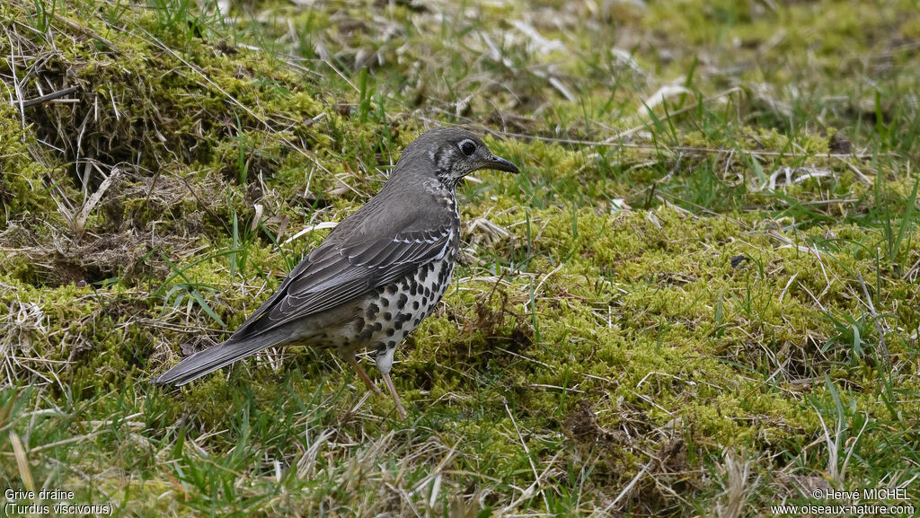 Mistle Thrush