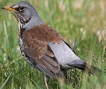 Fieldfare