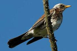 Fieldfare