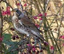 Fieldfare