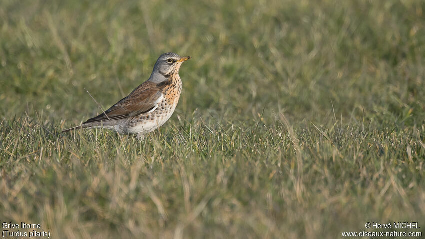 Fieldfare