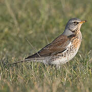 Fieldfare