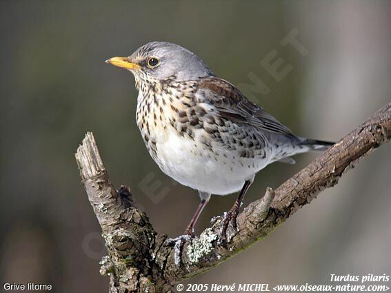 Fieldfare