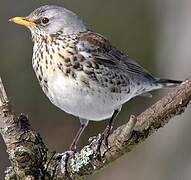 Fieldfare