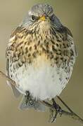 Fieldfare