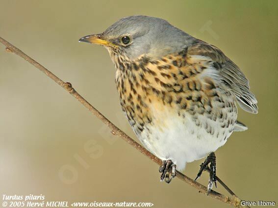 Fieldfare