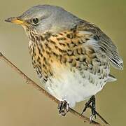 Fieldfare