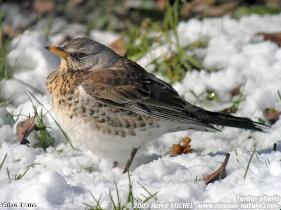 Fieldfare