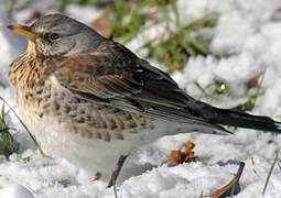 Fieldfare