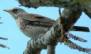 Fieldfare