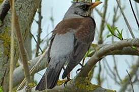 Fieldfare