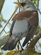 Fieldfare