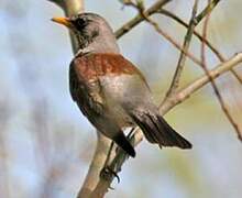 Fieldfare