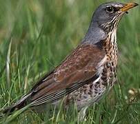 Fieldfare