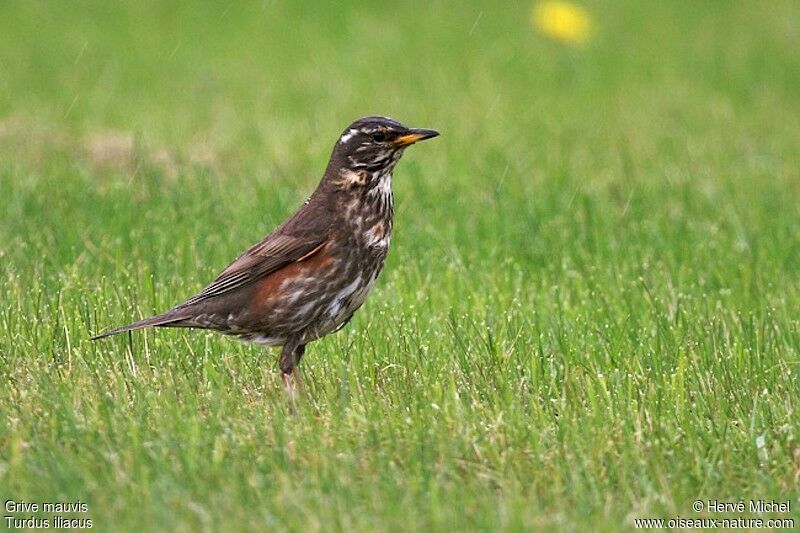 Redwingadult breeding