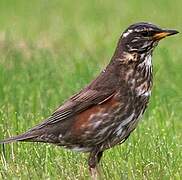 Redwing