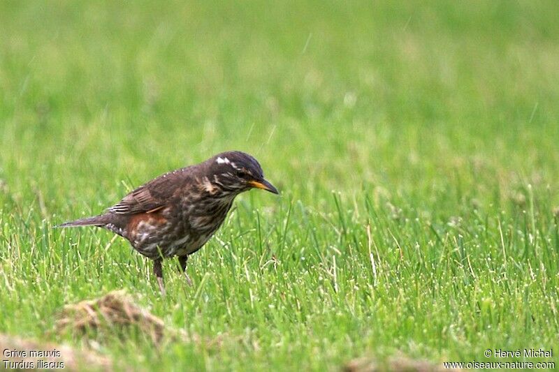 Redwingadult breeding