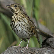 Song Thrush