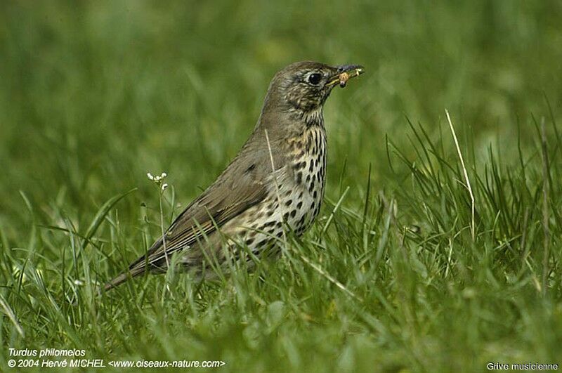 Song Thrush