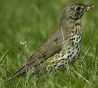 Song Thrush