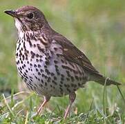 Song Thrush