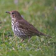 Song Thrush