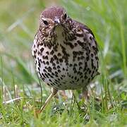 Song Thrush