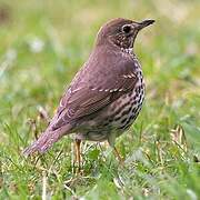 Song Thrush