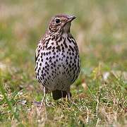 Song Thrush