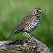 Song Thrush