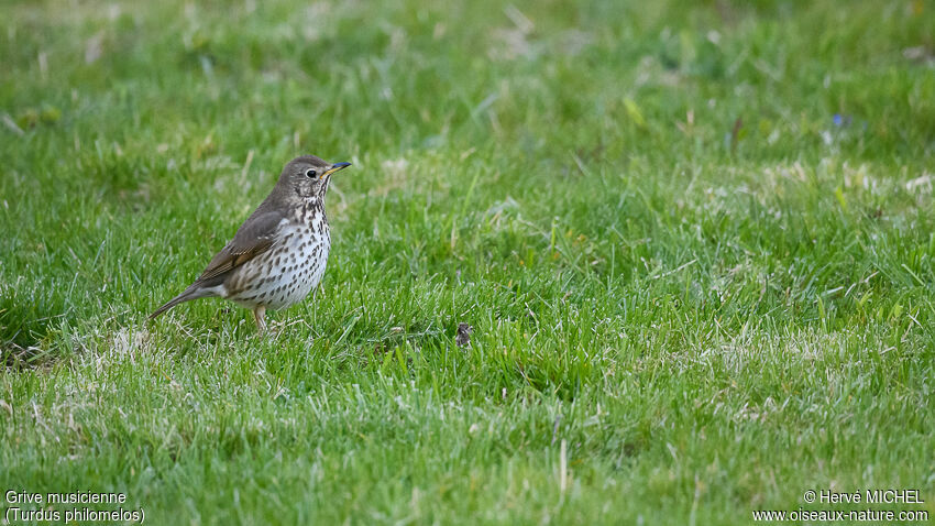 Song Thrush