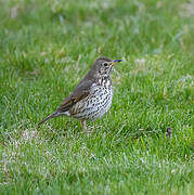 Song Thrush