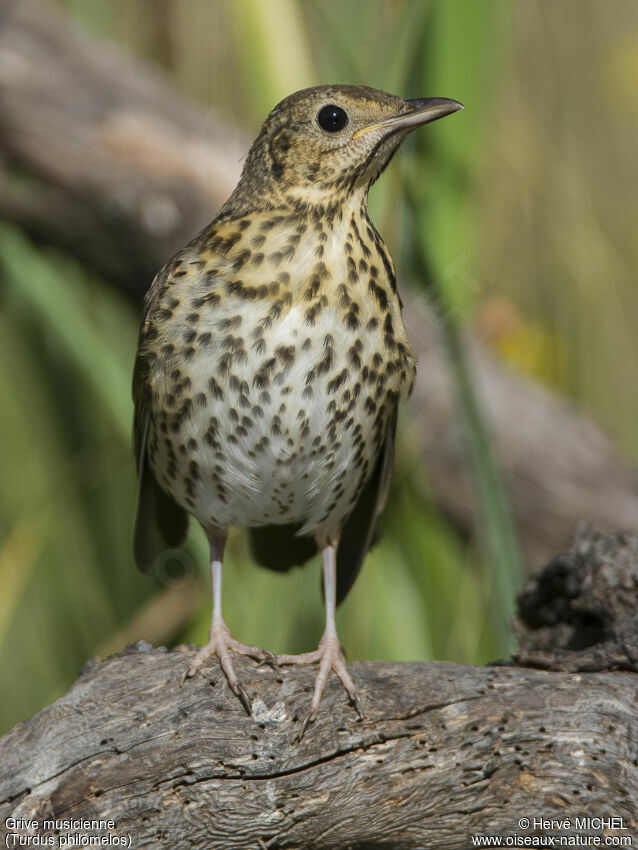 Song Thrushjuvenile