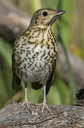 Song Thrush