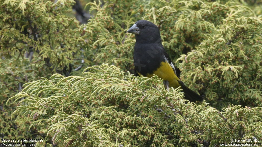 White-winged Grosbeak male adult breeding