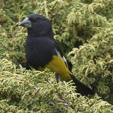 Gros-bec à ailes blanches