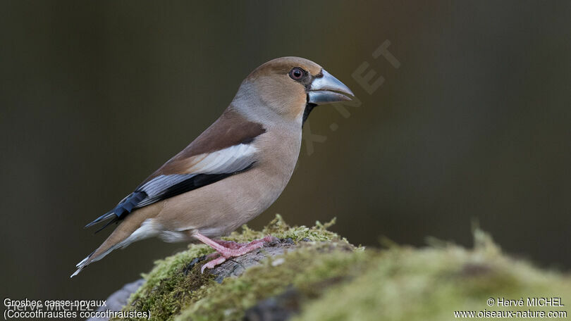 Hawfinch female