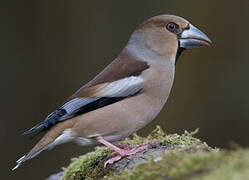 Hawfinch