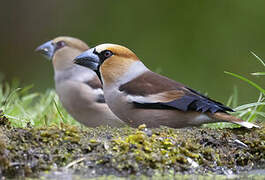 Hawfinch