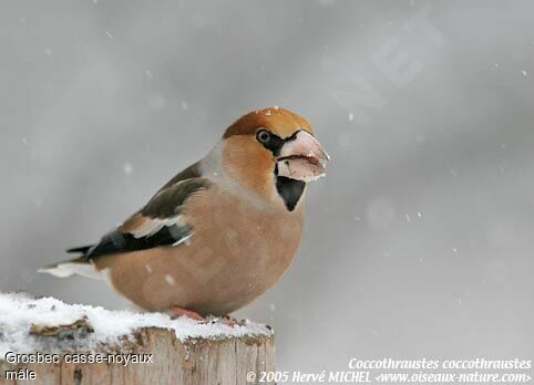 Hawfinch