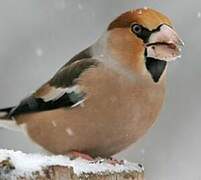 Hawfinch