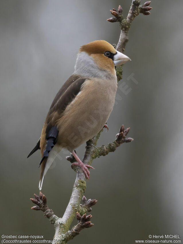 Hawfinch male adult