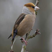 Hawfinch