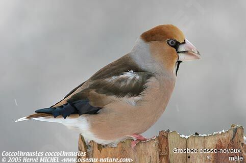 Hawfinch