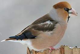 Hawfinch