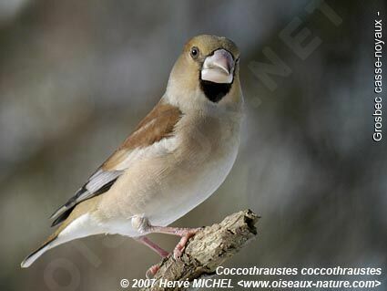 Grosbec casse-noyaux femelle adulte internuptial